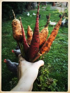 how-to-grow-carrots